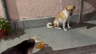 Cute dog - eating chicken