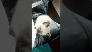 SUPER SMART TALKING SIAMESE KITTEN
