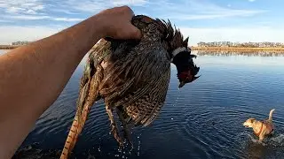 Blue Bird Day - SD Public Land Pheasant Hunting 2024