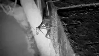 Praying Mantis Harlem Shake!
