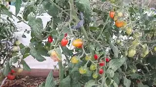 Чили/ наш огород