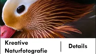 Kreative Tierfotografie Teil 1: Details