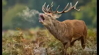 Манки на изюбря  Завтра рев, а у вас еще нет манка!