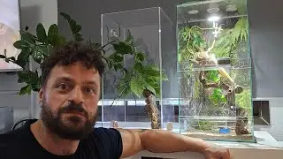 Creo un hábitat gigante para hormigas tejedoras 🐜🌿 - Set de Antcube - Polyrhachis dives