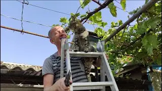 Купили дом в станице.  Огород, заготовки и сбор винограда.
