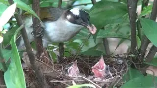 Wild bird nests in trees