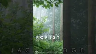 BRAND NEW COURSE!!! 📸🌲🌳  #forestphotography #photography