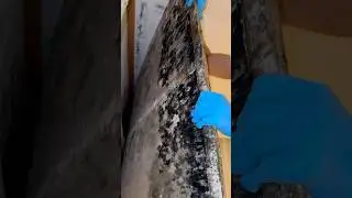 Плесень в квартире ужас
