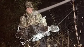 Michigan beaver trapping under the ice (how to and catches) 2022 trap line has begun!