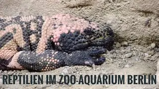 "Reptilien im Zoo-Aquarium Berlin"