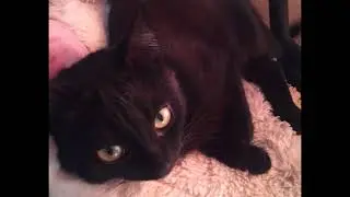 муха в беде