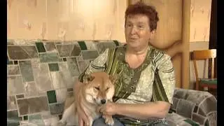 Сиба (Shiba-inu) Шиба Ину. Рассказ о японской породе заводчицей питомника Акулова гора.