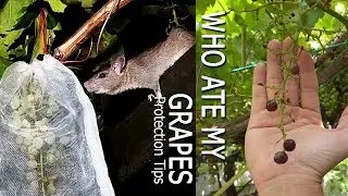 [4K] How to Grow Grapes, Pest Control Against Rats and Birds, Rats Stealing Fruits Caught on Camera