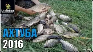 Рыбалка на реке Ахтуба.  2016 .(LiveFishing)