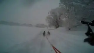 GoPro doberman sledge and skies in Stockholm