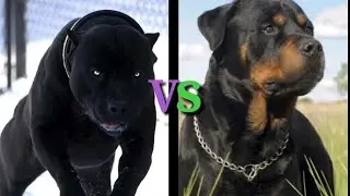 Питбуль vs Ротвейлер