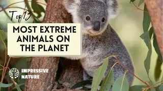13 MOST EXTREME ANIMALS ON PLANET