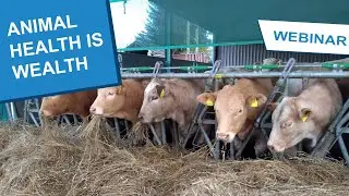 Animal Health Is Wealth