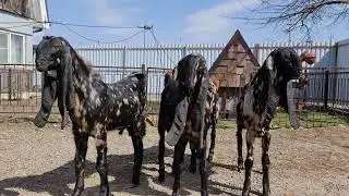 Козы камори,31.03.24г,ватсап 8 905 4567 025