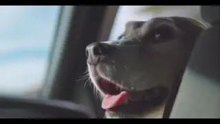 Love Care Progress: Research Involving Dogs