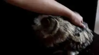 Филина снова гладят
