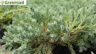 Можжевельник чешуйчатый Блю Карпет - видео-обзор от Greensad