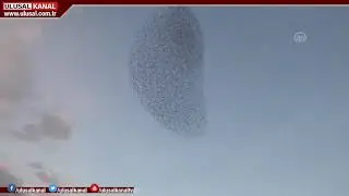 Sığırcık kuşlarının dansı