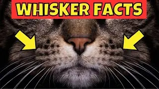 13 Amazing Facts About Cat Whiskers