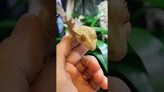 CONNAISSEZ-VOUS ? 🤩 #terrario #terrarium #reptiles #animals #gecko #vivarium #bug #nature #aquarium
