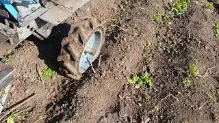 🔥The simplest DIY potato digger in action!