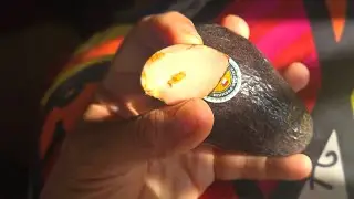 AVOCADO SEED
