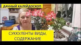 СУККУЛЕНТЫ ВИДЫ, СОДЕРЖАНИЕ.