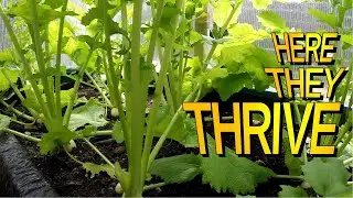 Top 3 Veggies To Grow In A Greenhouse