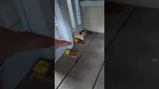 Rats VS man! The battle has been won but the war isn’t over 🐀☠️ 