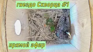 гнездо Скворца #1 в прямом эфире.