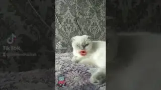 Кошка матерится.