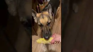 German Shepherd like eating corn part 1