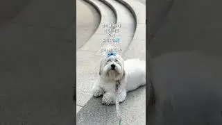 Cute Dog's Impressive Transformation! 😍😱 Must-Try Fur Growing Tips!