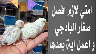امتي لازم افصل صغار البادجي و اعمل اية بعدها
