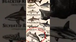 O tubarão martelo 💀👀 #shark #edit #funny #animals