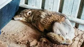 The fate of a dying wolf. A man saw a wolf in a ditch.