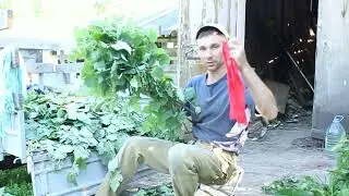Необычные веники для бани. Вяжем и заготавливаем