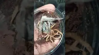 Застала малыша птицееда в линьке.