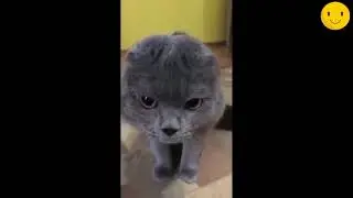 Говорящие коты, приколы с котами. Очень смешное видео))