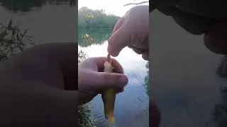 Ultralight fishing with worms