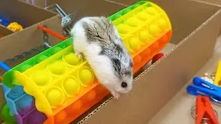 🟢 ХОМЯК в ЛАБИРИНТЕ 🐹 [ Лабиринт и Поп Ит ]