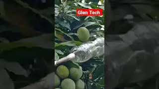 Mango Harvester Home Made / diy