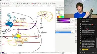 Directo 5: Conectando replicación y apoptosis