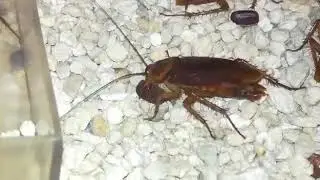 Hembra de Periplaneta americana soltando su ooteca.