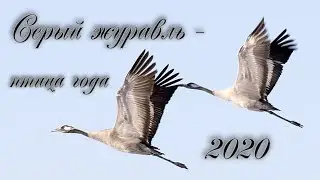 Серый журавль - птица года 2020. 